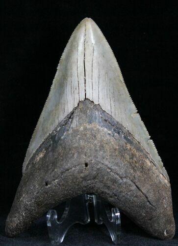 Sweet, Serrated Megalodon Tooth - Georgia #28701